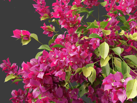 Bougainvillea glabra - Lesser bougainvillea 04 3D Model