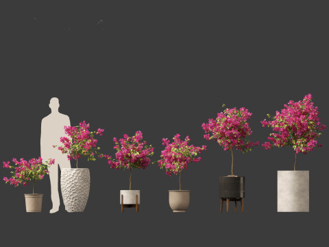 Bougainvillea glabra - Lesser bougainvillea 04 3D Model
