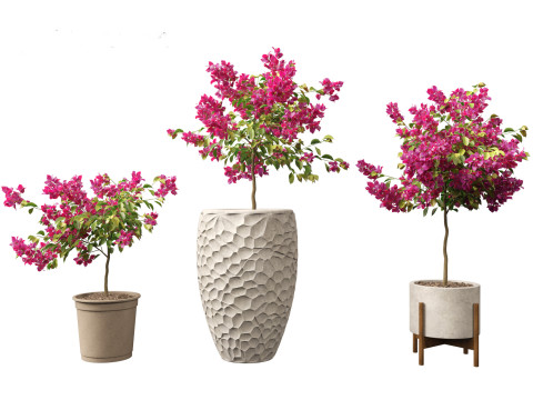 Bougainvillea glabra - Lesser bougainvillea 04 3D Model