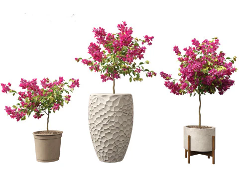 Bougainvillea glabra - Lesser bougainvillea 04 3D Model