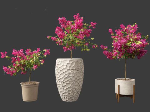 Bougainvillea glabra - Lesser bougainvillea 04 3D Model