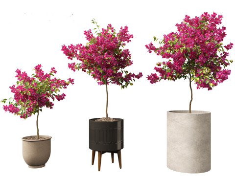 Bougainvillea glabra - Lesser bougainvillea 04 3D Model