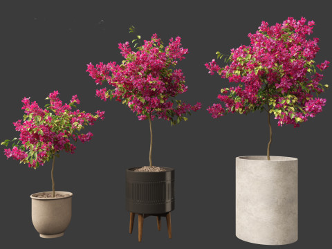Bougainvillea glabra - Lesser bougainvillea 04 3D Model
