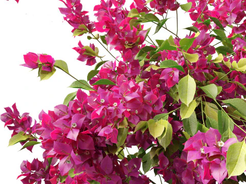 Bougainvillea glabra - Lesser bougainvillea 04 3D Model