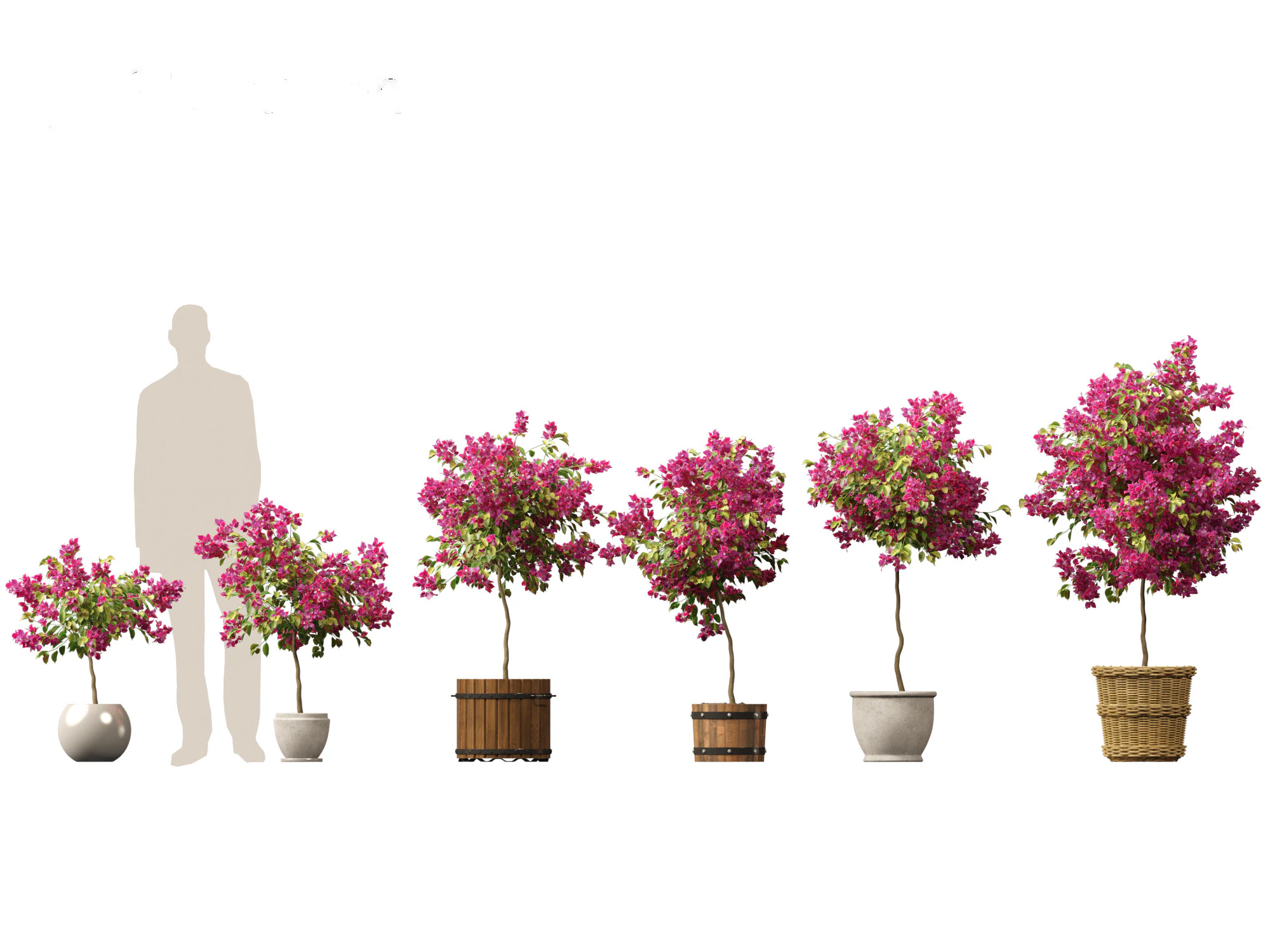 Bougainvillea glabra - Lesser bougainvillea 05 3D Model .c4d .max .obj .3ds .fbx .stl .blend 