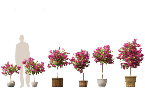 Bougainvillea glabra - Lesser bougainvillea 05 3D Model