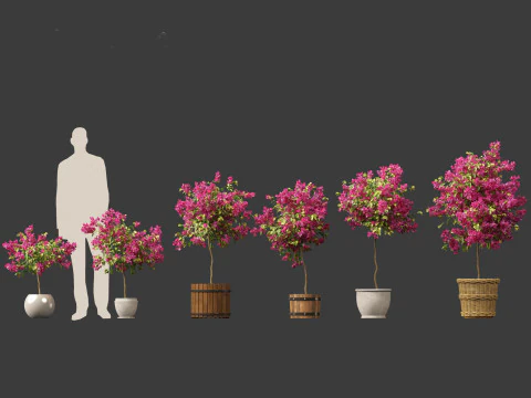 Bougainvillea glabra - Lesser bougainvillea 05 3D Model