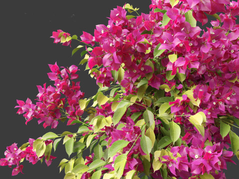 Bougainvillea glabra - Lesser bougainvillea 05 3D Model