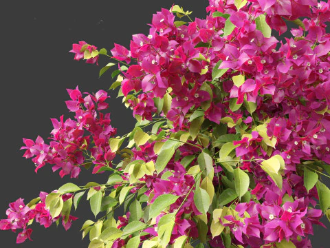Bougainvillea glabra - Lesser bougainvillea 05 3D Model