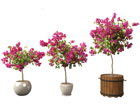 Bougainvillea glabra - Lesser bougainvillea 05 3D Model