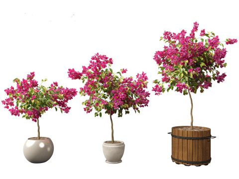 Bougainvillea glabra - Lesser bougainvillea 05 3D Model