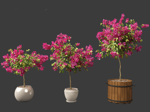 Bougainvillea glabra - Lesser bougainvillea 05 3D Model