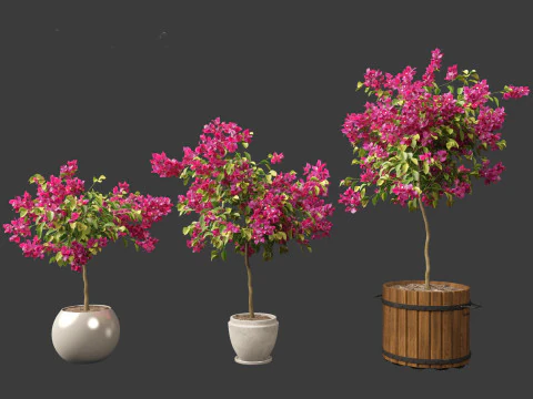Bougainvillea glabra - Lesser bougainvillea 05 3D Model