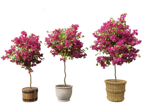 Bougainvillea glabra - Lesser bougainvillea 05 3D Model