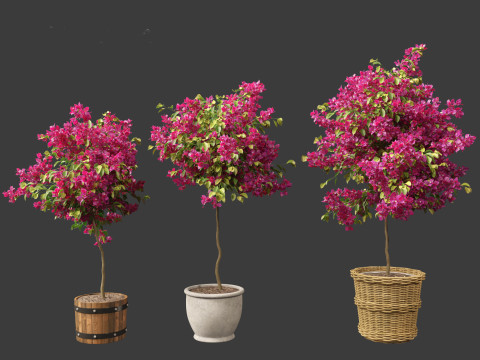 Bougainvillea glabra - Lesser bougainvillea 05 3D Model