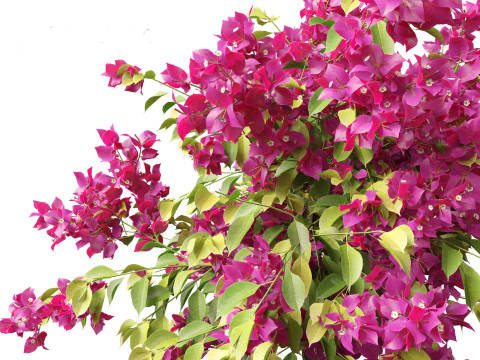 Bougainvillea glabra - Lesser bougainvillea 05 3D Model