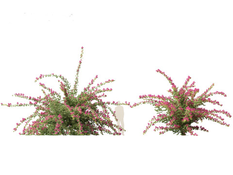 Bougainvillea glabra - Lesser bougainvillea 06 3Dモデル