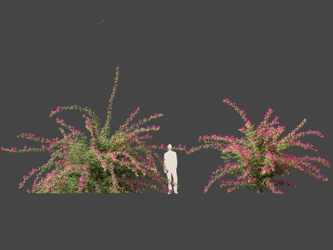 Bougainvillea glabra - Lesser bougainvillea 06 3Dモデル