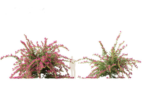 Bougainvillea glabra - Lesser bougainvillea 06 3Dモデル