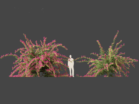 Bougainvillea glabra - Lesser bougainvillea 06 3Dモデル