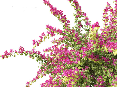 Bougainvillea glabra - Lesser bougainvillea 06 3Dモデル