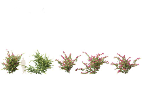 Bougainvillea glabra - Lesser bougainvillea 07 3D Model