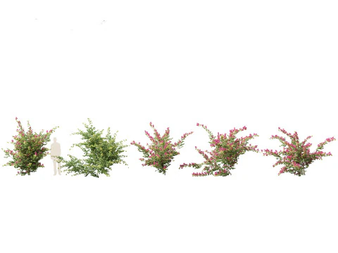 Bougainvillea glabra - Kleine bougainvillea 07 3D Model