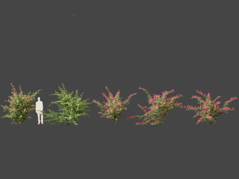 Bougainvillea glabra - Lesser bougainvillea 07 3D Model