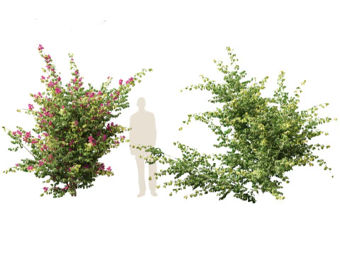 Bougainvillea glabra - Lesser bougainvillea 07 3D Model