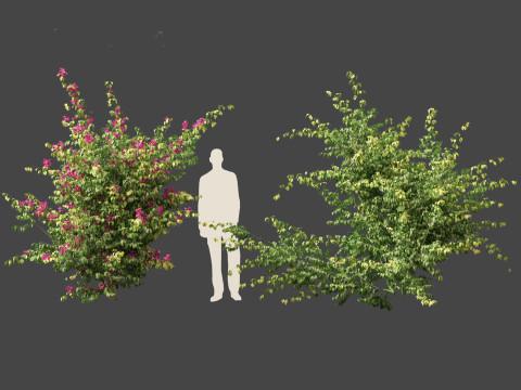 Bougainvillea glabra - Lesser bougainvillea 07 3D-Modell