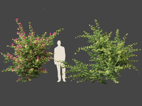 Bougainvillea glabra - Lesser bougainvillea 07 3D Model