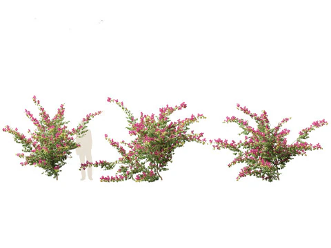 Bougainvillea glabra - Lesser bougainvillea 07 3D Model