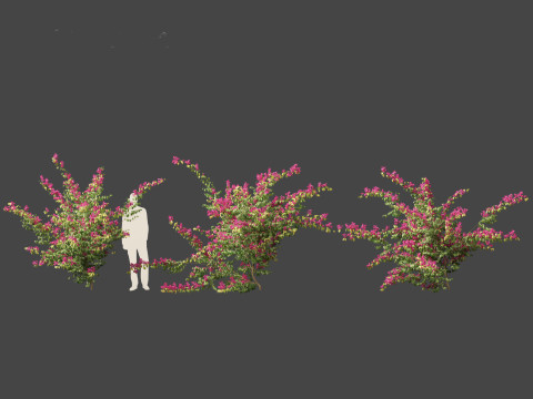 Bougainvillea glabra - Lesser bougainvillea 07 3D-Modell
