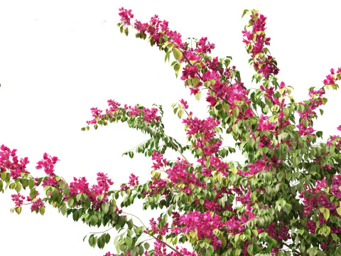 Bougainvillea glabra - Lesser bougainvillea 07 3D Model