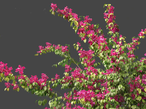 Bougainvillea glabra - Lesser bougainvillea 07 3D Model