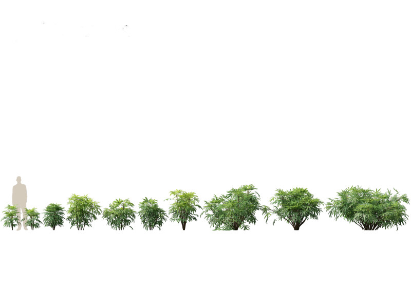 Chuniophoenix humilis - Chinese star palm 01 3D 模型 .c4d .max .obj .3ds .fbx .stl .blend