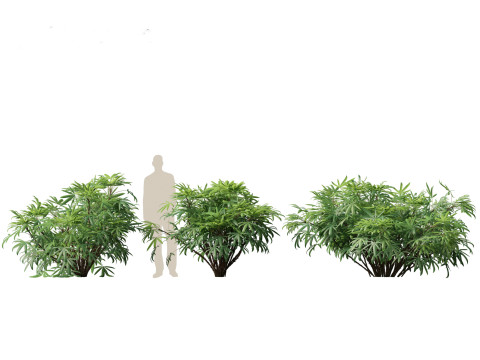 Chuniophoenix humilis - Chinese star palm 01 3D 模型