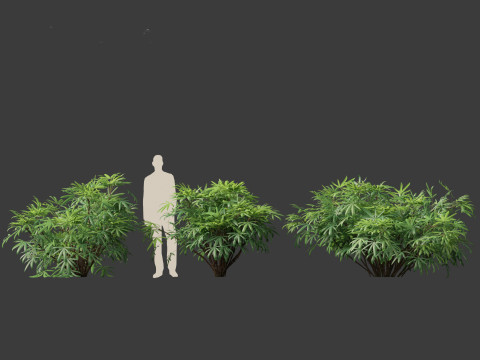 Chuniophoenix humilis - Chinese star palm 01 3D 模型