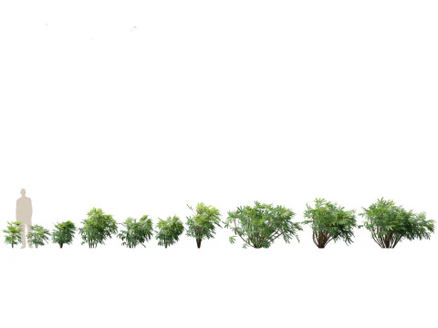 Chuniophoenix humilis – chińska palma gwiazdowa 02 Model 3D