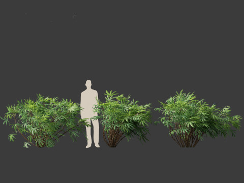 Chuniophoenix humilis - Chinese star palm 02 Model 3D