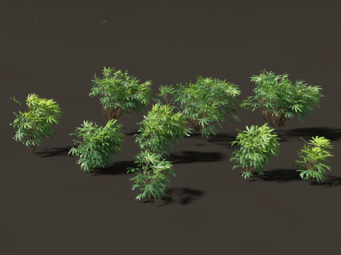 Chuniophoenix humilis - Chinese star palm 02 Model 3D