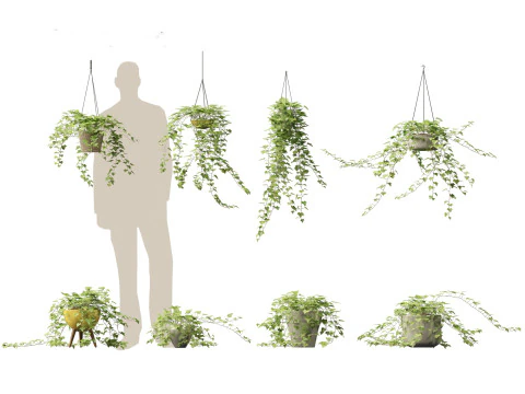 ヘデラ ヘリックス - イングリッシュ アイビー ヴァインズ 3Dモデル