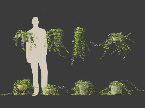 Hedera helix - English ivy Vines 3D Model