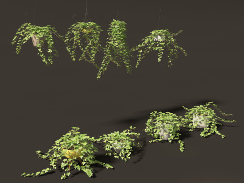 Hedera helix - English ivy Vines 3D Model