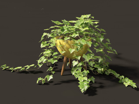 Hedera helix - English ivy Vines 3D Model