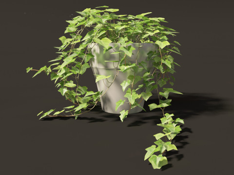 Hedera helix - English ivy Vines 3D Model