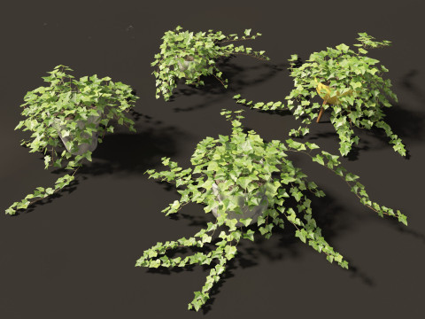 Hedera helix - English ivy Vines 3D Model