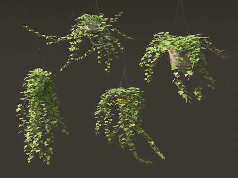 Hedera helix - English ivy Vines 3D Model