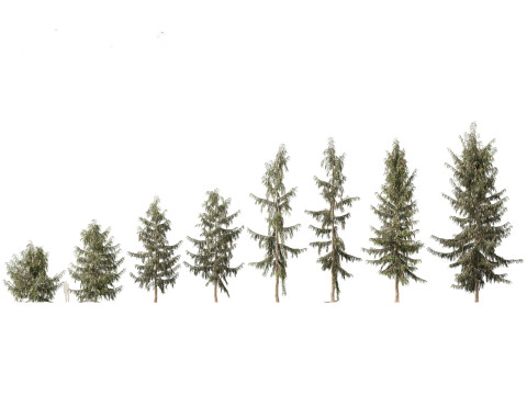 Picea breweriana - Brewers spruce 3D Модель