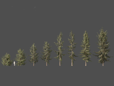 Picea breweriana - Brewers spruce Modelo 3D
